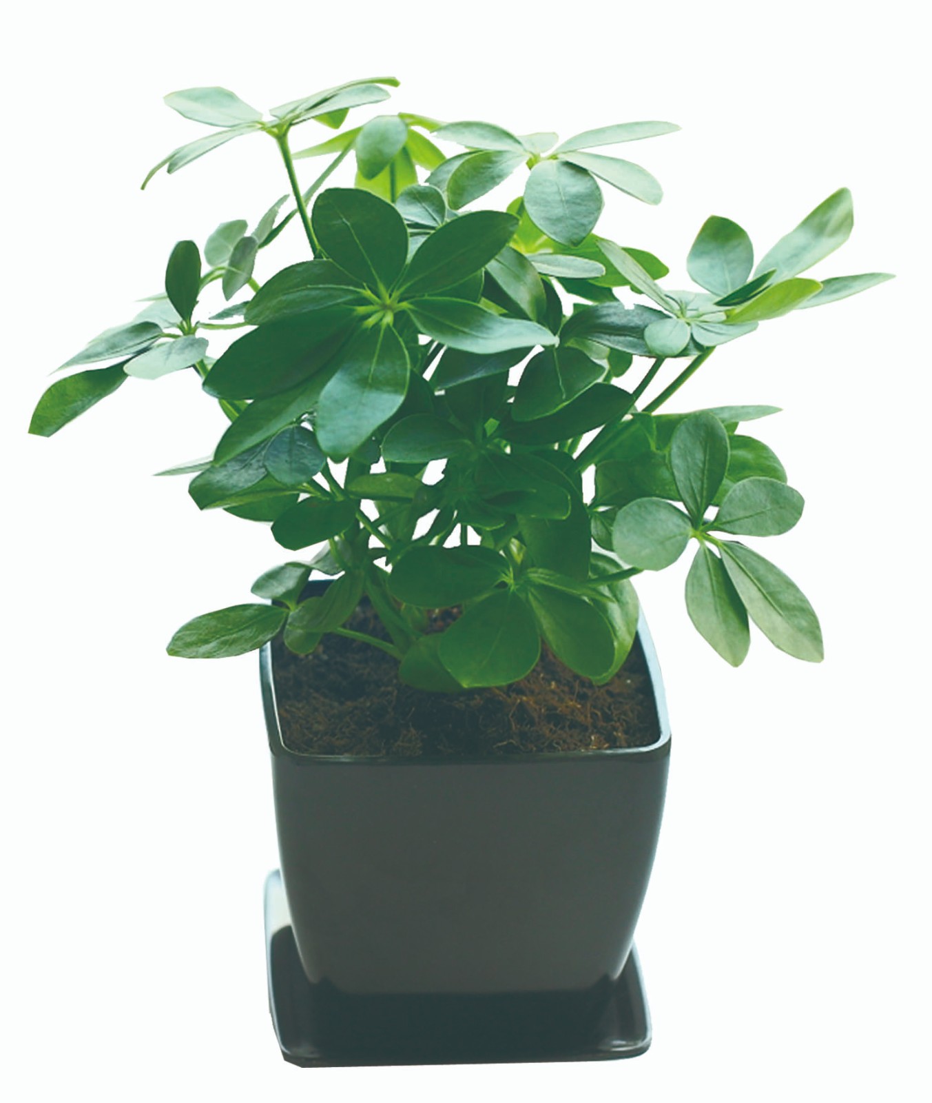 鴨腳木(mù)（小(xiǎo)）.jpg