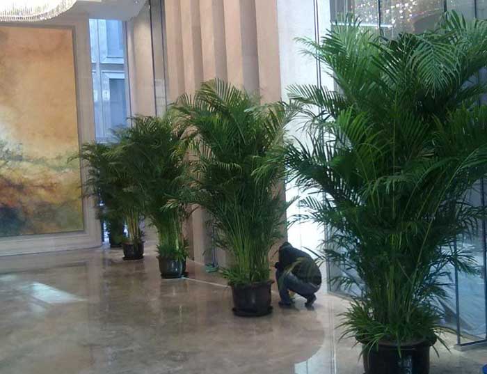 重(zhong)慶植物(wù)租賃