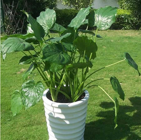 大(da)型滴水觀音(滴水蓮、天芋)