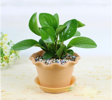 豆瓣綠(翡翠椒草(cǎo)、青葉碧玉、豆瓣如意)