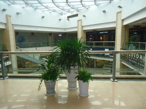 重(zhong)慶植物(wù)出租室內(nei)裝(zhuang)飾