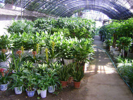 重(zhong)慶藍怡園林(苗圃基地)