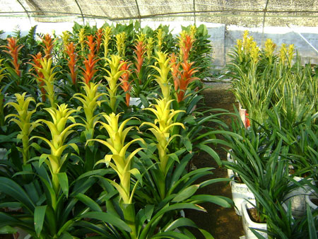 重(zhong)慶植物(wù)租賃(苗圃基地)