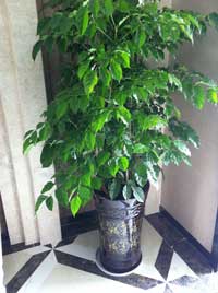 植物(wù)租賃搖錢樹
